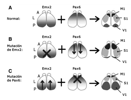 Efectos experimentales de bloqueo selectivo de los
genes Emx2 y Pax6 en ratones mutantes. Nótense las diferencias en la división cortical
conforme se bloquea cada uno de los sets genéticos