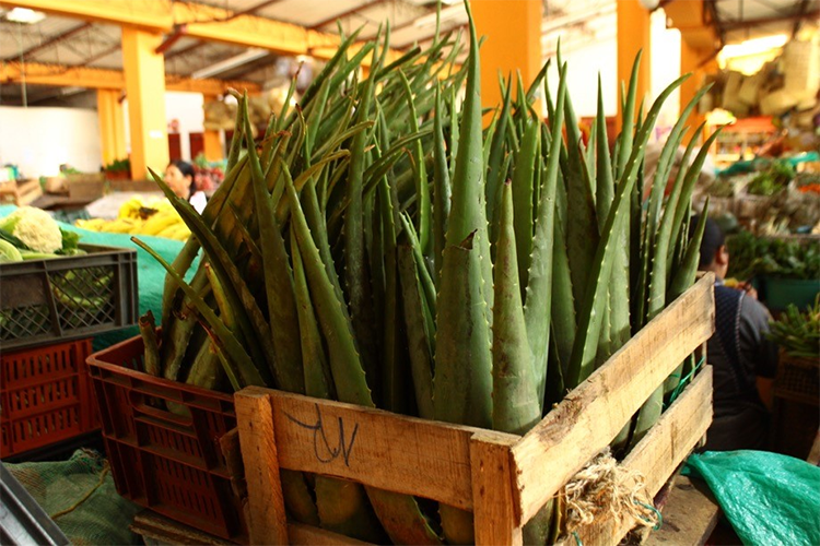 Plantas de sábila o aloe vera. Mercado de Los Dos Puentes. Pasto, Colombia