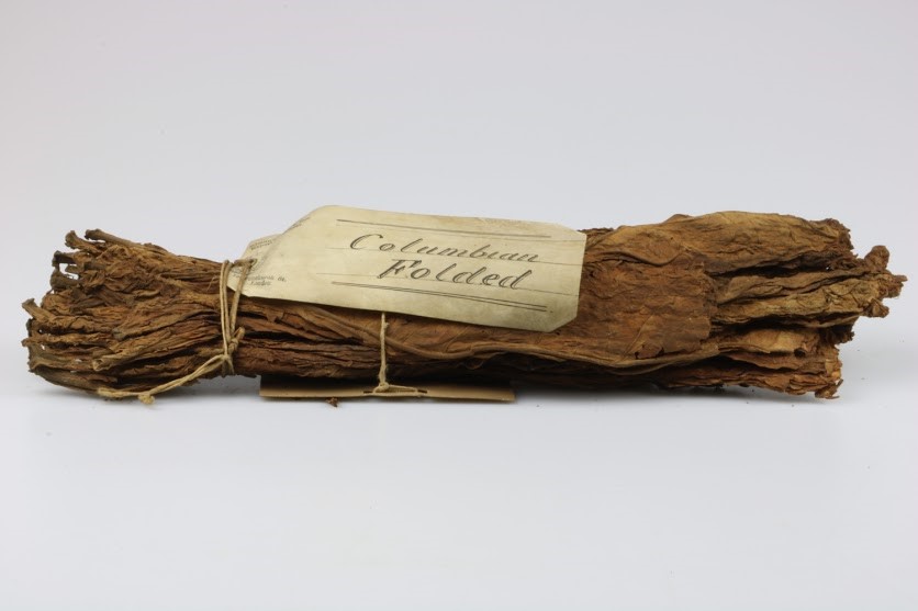 Cat. 48198. Solanaceae. Nicotiana sp. Coleccionado en 1876