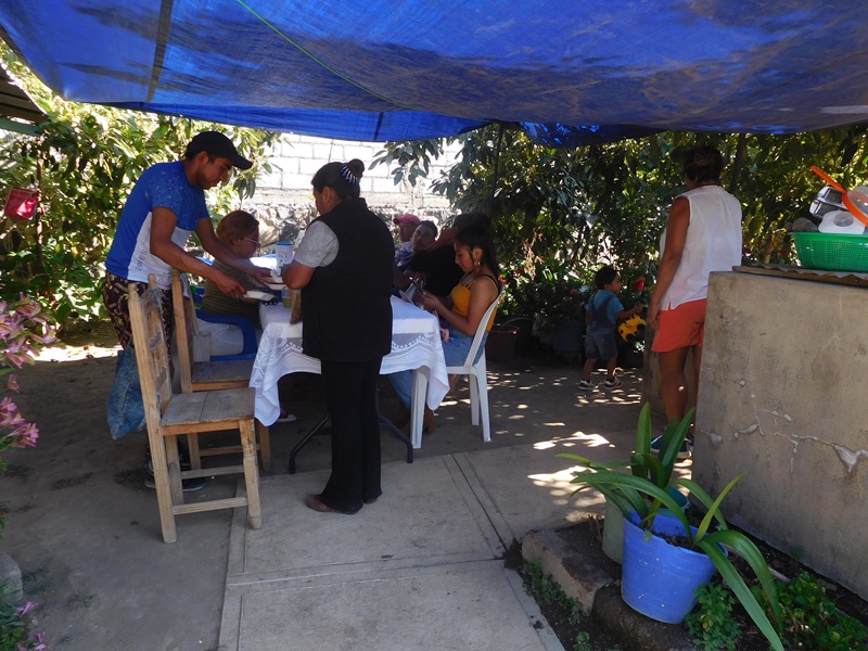 Plantas de aguacate y flores en el
solar