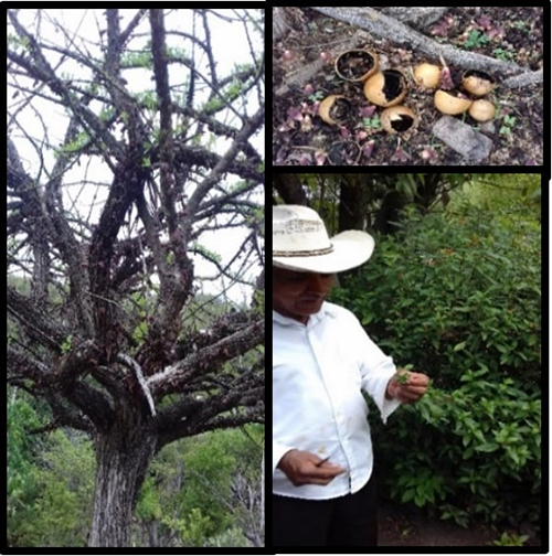 Árbol y frutos aprovechados de Cuatecomate (Crescentia alata Knth). Don Mario nos muestra el Muicle (Justicia spicigera Schlect and. Schdl). Como especies de uso medicinal