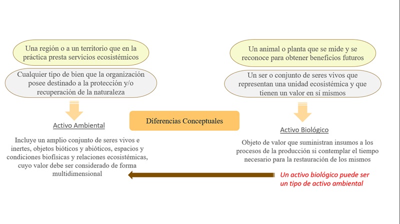 Diferencias conceptuales activo ambiental y
biológico