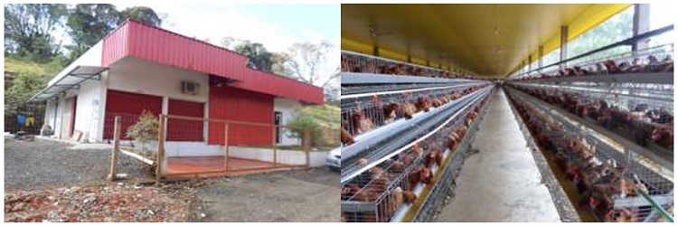 Agribusiness of eggs and meats benefited with Prosuasa