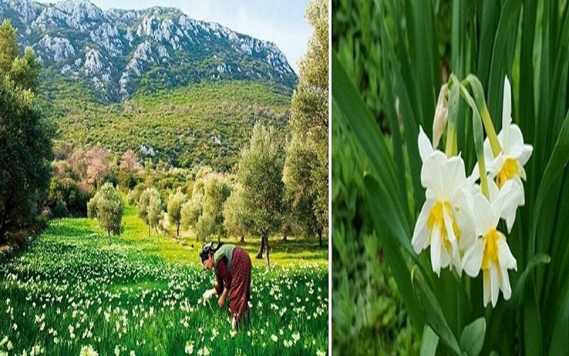 Field of Wild Narcissus (Narcissus Pseudonarcissus)