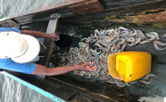  Captura del camarón blanco
(Penaeus vannamei)