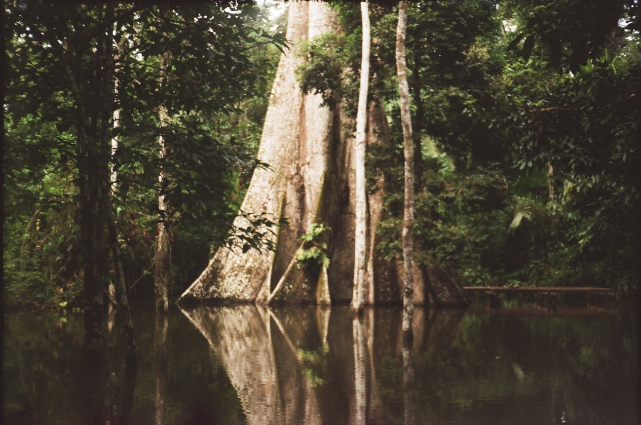 La Ceiba en el pantano (2022)
