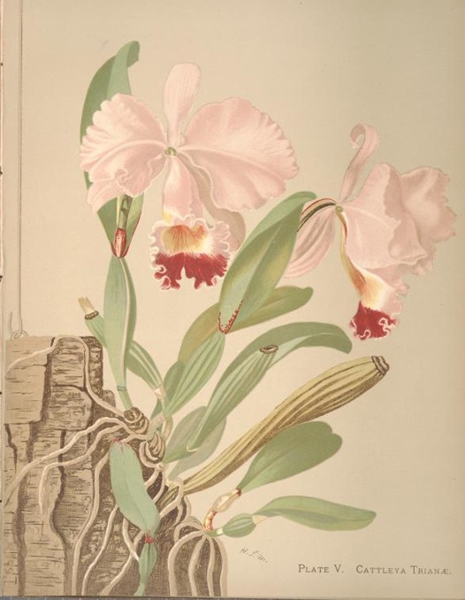 Cattleya trianae en el libro Orchids, The Royal Family of
Plants de Harriet Stewart Miner
