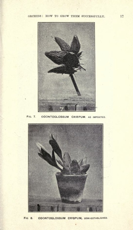 
Odontoglossum
crispum en el libro The
Amateur Orchid Cultivator’s Guide de H. A. Burberry, 1895