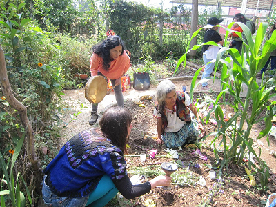 Residentes en compañía de una mujer voluntaria en la siembra de maíz en el huerto