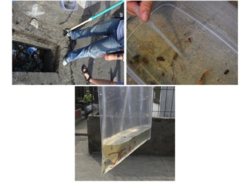 Collection of larvae and pupae from the evaluated storm drains