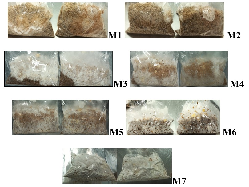 Biocomposite material
after 19 d of colonization