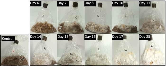 Mycelial growth of P. ostreatus on sugarcane bagasse–malt dust 50:50