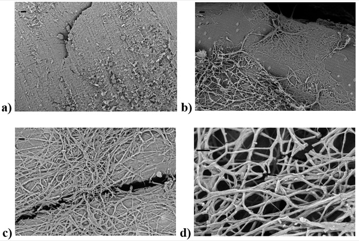 SEM images of mixture M3