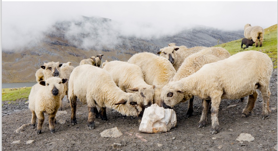  Fotografía de Aerolito ovino de Andrés Felipe Quintero Torres (2024). Piedra de sal siendo chupada,
lambida y mordida por ovejas en
Güicán de la Sierra 