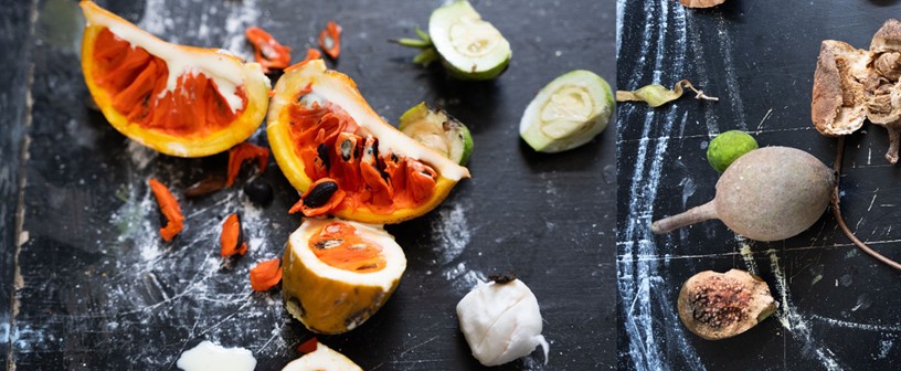 Recolecci&oacute;n de alimentos