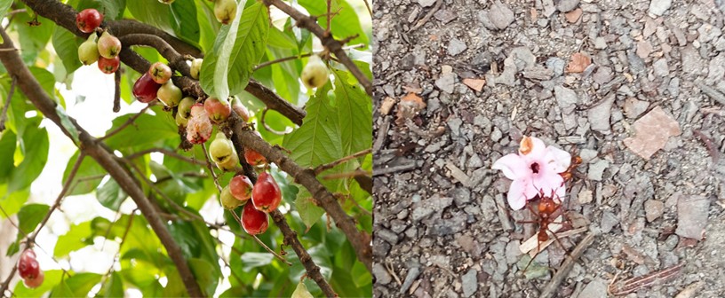  Reconocimiento de las vidas del campus