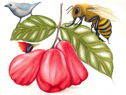 Ilustraci&oacute;n de pomo o pomarrosa