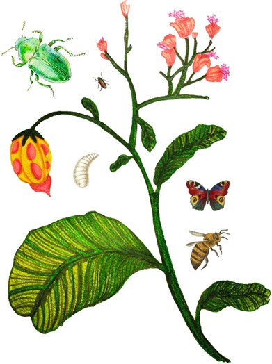 Ilustraci&oacute;n especulativa de mara&ntilde;&oacute;n enano