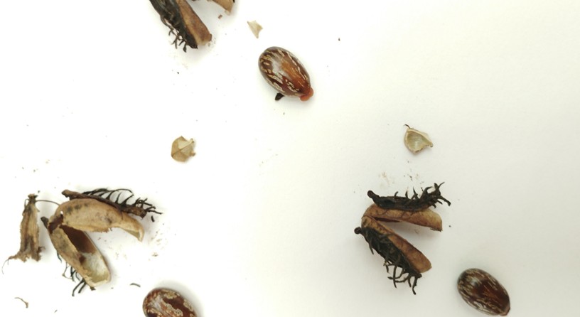 Semillas de higuerilla. Morelia (Michoac&aacute;n, M&eacute;xico), 

agosto de 2023 