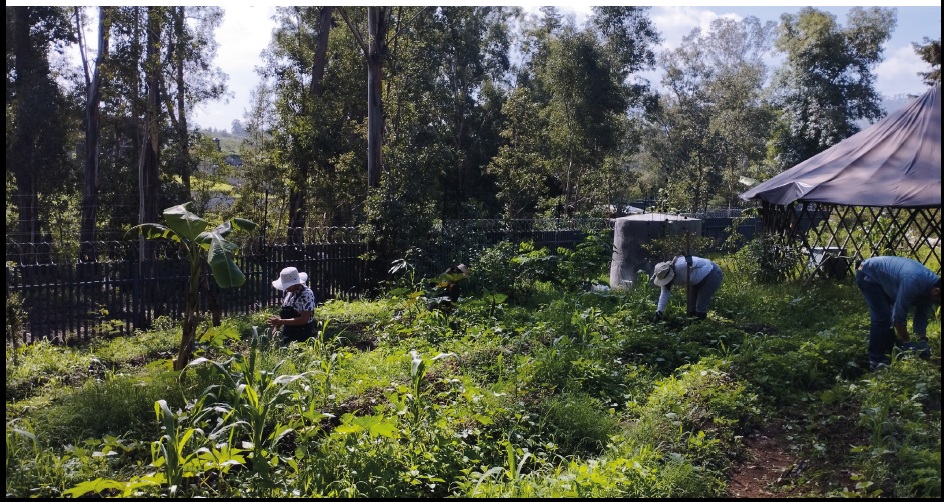 Huerto Agroforestal Universitario (HAU), ENES Morelia
UNAM, agosto de 2024 
