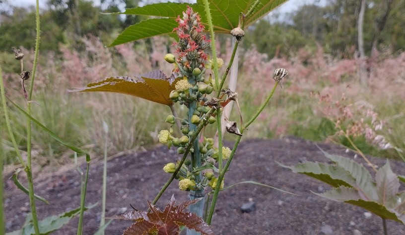 Inflorescencia de la higuerilla. Morelia (Michoac&aacute;n, M&eacute;xico), agosto de 2023