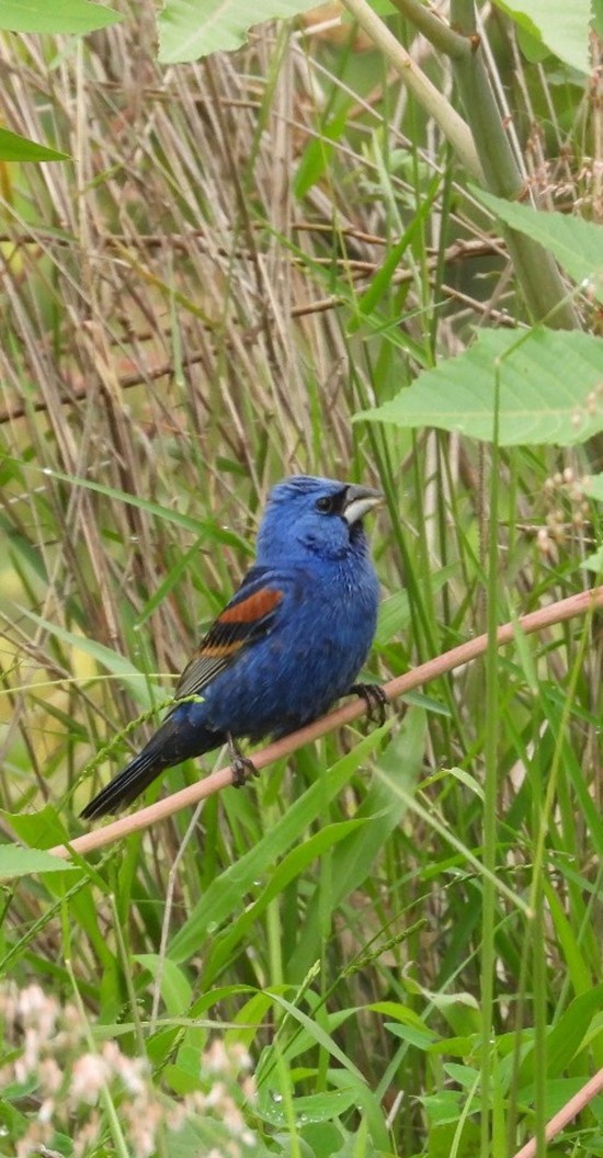 Picogordo azul(Passerina caerulea) e higuerilla enel Huerto Agroforestal Universitario(HAU), ENES Morelia UNAM,agosto de 2023 