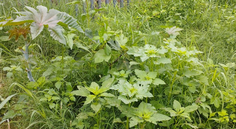 Una higuerilla
como &ldquo;nana&rdquo; de un higo y otras
hierbas cercanas en el Huerto Agroforestal Universitario
(HAU), ENES Morelia UNAM, agosto de
2023