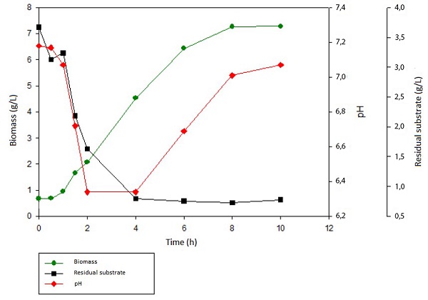 Growth kinetics of Escherichia coli in BHI medium