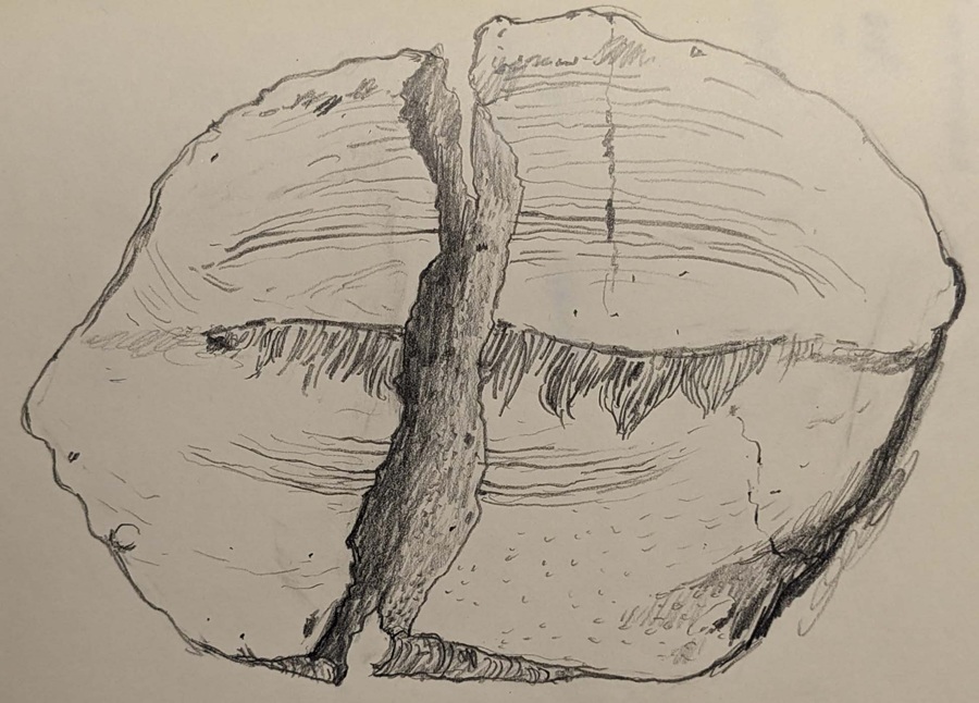 Líneas
y contornos del campo visual