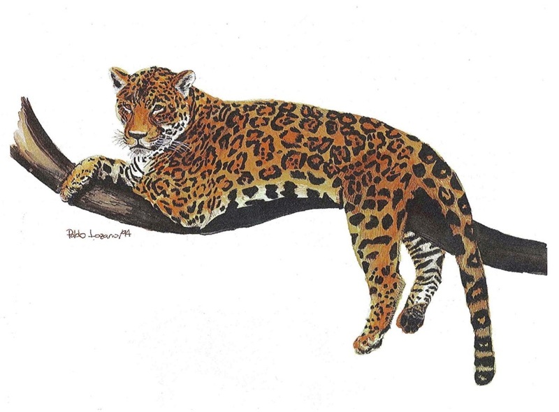 Jaguar (Panthera onca). Illustrated by Pablo Lozano