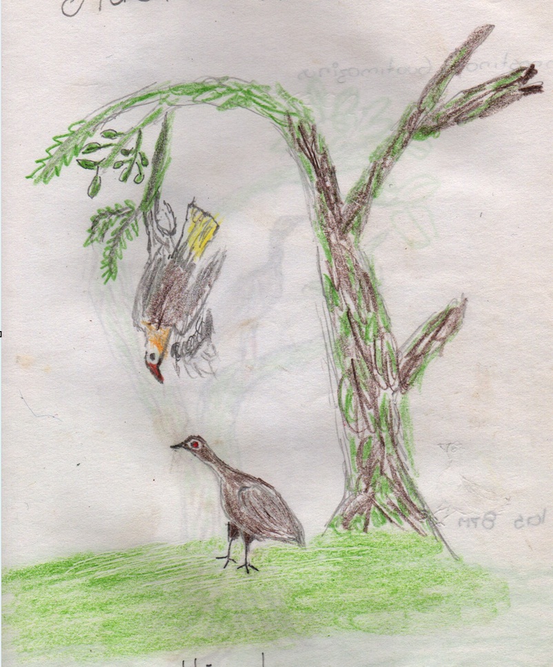 Mochilero and gallineta