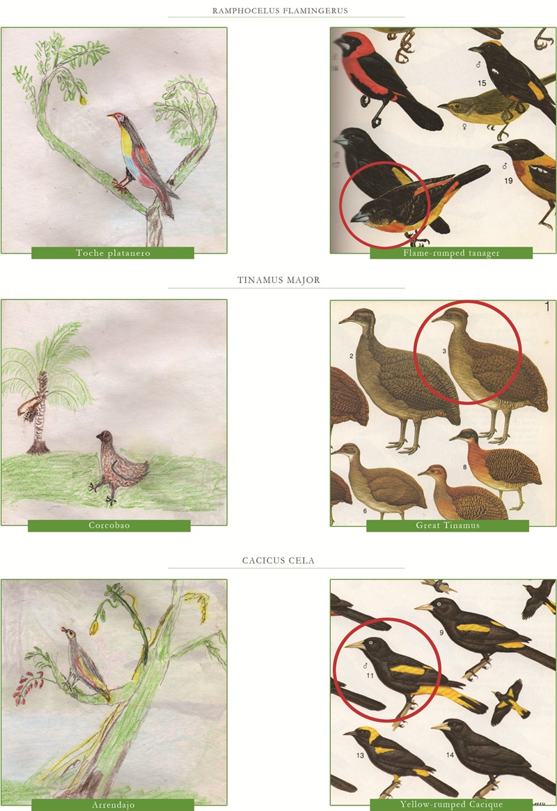 Juan’s drawings alongside
some illustrations from a professional bird field guide
