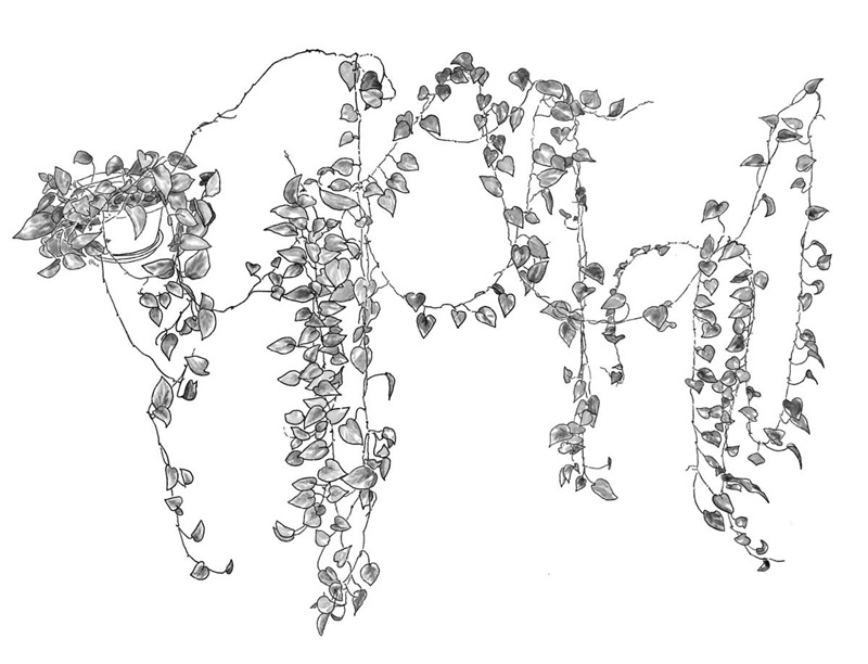 Foto-desenho
a partir de fotografias de planta jiboia de Hannah de Vasconcellos com desenho
de Karina Kuschnir para a pesquisa de Hannah de Vasconcellos (2024)
