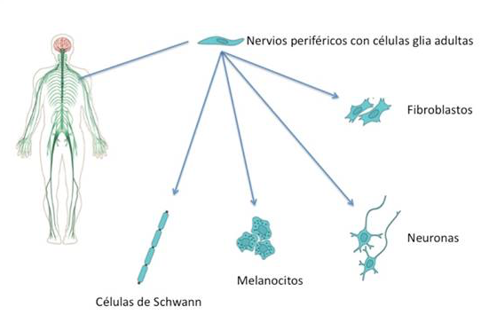 Células gliales periféricas fuente de muchos tipos de células neurogliales y
mesenquimales