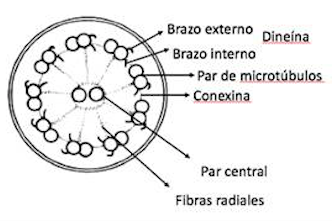 Estructura ciliar normal