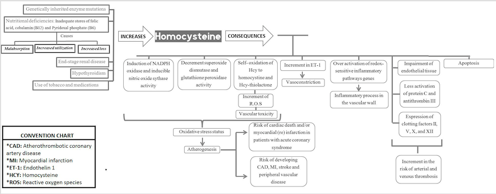 
Factors that increase homocysteine
