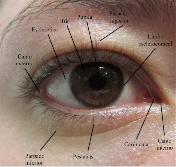 
Examen externo
(ojo derecho)
