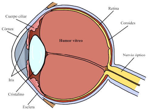 
Anatomía interna
del globo ocular
