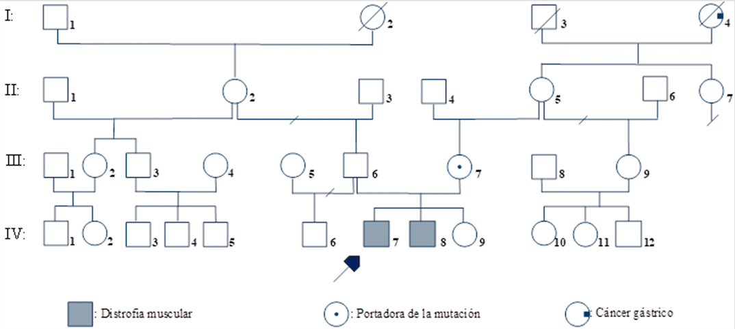 Genealogía de la familia con distrofia muscular de Duchenne