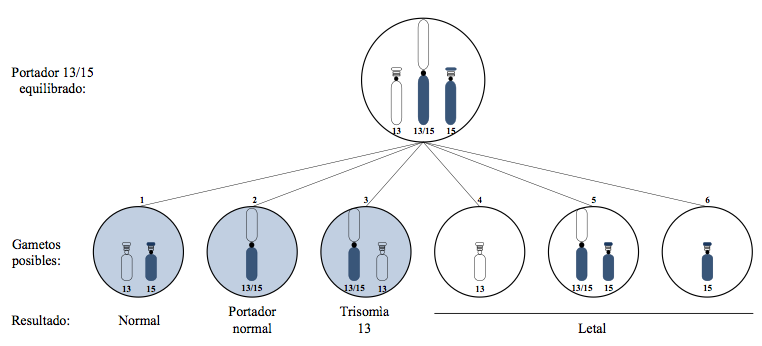 Posibles patrones cromosómicos de gametos
que pueden generarse en la meiosis I