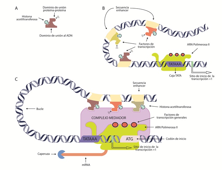Expresión de un gen mediante
la síntesis de mRNA.