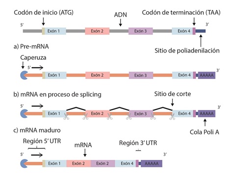 Maduración de ARNm