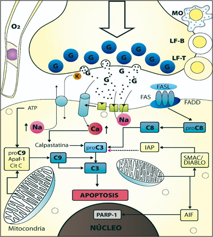 Activación de la apoptosis en isquemia