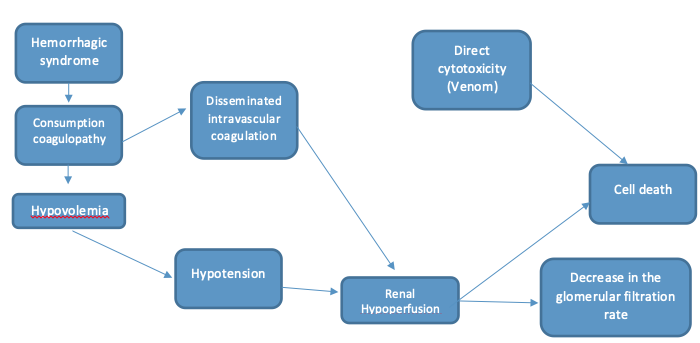 Physiopathology of the acute renal injury secondary to Lonomia envenomiaton