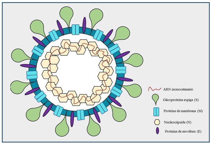 Estructura del virión de los coronavirus se observa cada una de las proteínas y distribución que conforman a los coronavirus