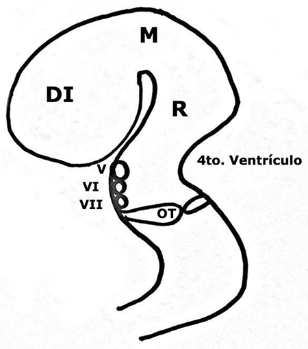 Embrión de 16 semanas que muestra la posición de los núcleos VI y VII pares en relación con la flexión del romboencéfalo que puede llevar a afectar la perfusión y producir muerte celular en los núcleos craneales VI y VII, cuando diferentes factores pueden contraer el músculo liso, lo cual lleva a posiciones anómalas del embrión en relación con el útero y a flexión de áreas susceptibles