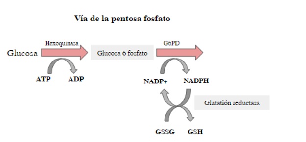 Vía de las pentosas fosfato y producción de NADPH