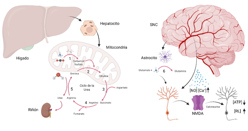 Fisiopatología de la hiperamonemia y su efecto sobre sistema nervioso central