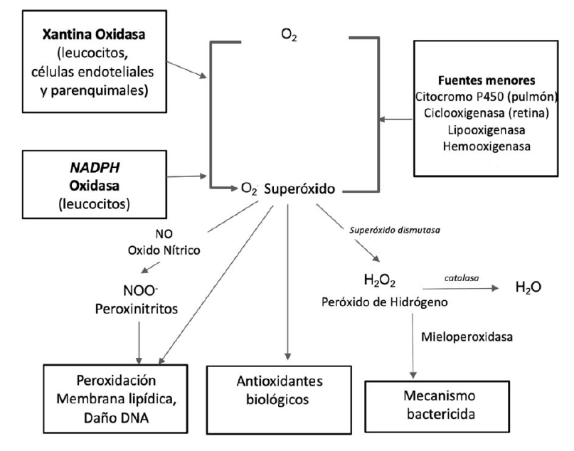 Fuentes de superóxido dismutasas, sistemas de xantina oxidasas en las células endoteliales y sistemas de NADPH oxidasas