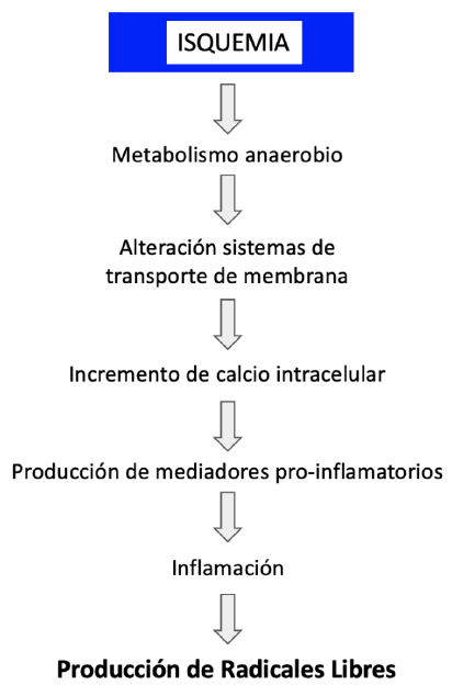 Producción de radicales libres por el metabolismo anaeróbico durante isquemia